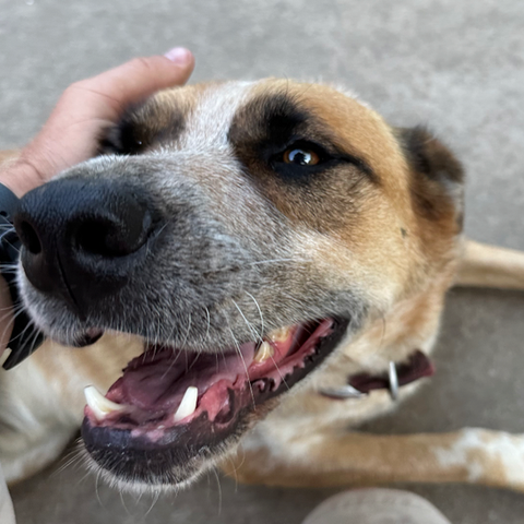 Professional grooming