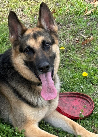 Professional training